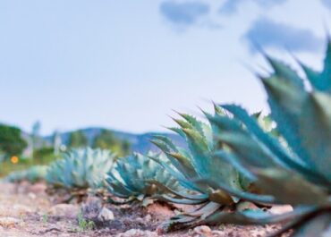 Tutto sul mezcal: la storia, il suo uso nei drink e come abbinarlo al cibo