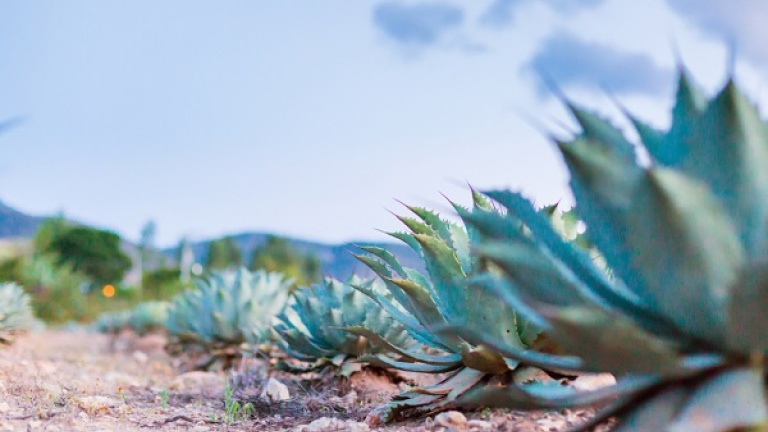 Mezcal_produzione