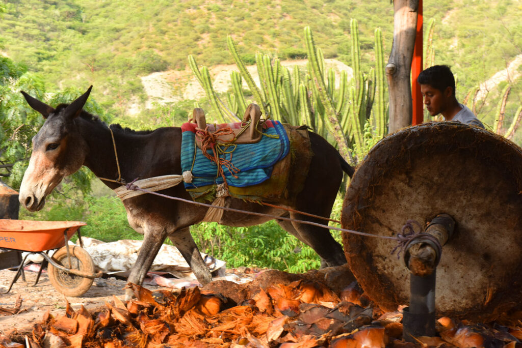 mezcal-produzione-artigianale